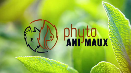 Nouvelle émission Phyto Ani-Maux